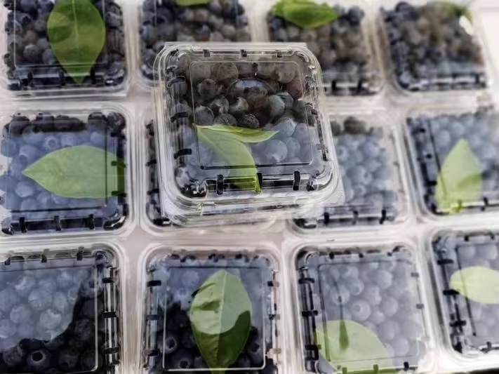 Blueberry Sorting, Packaging, and Processing: A Brief